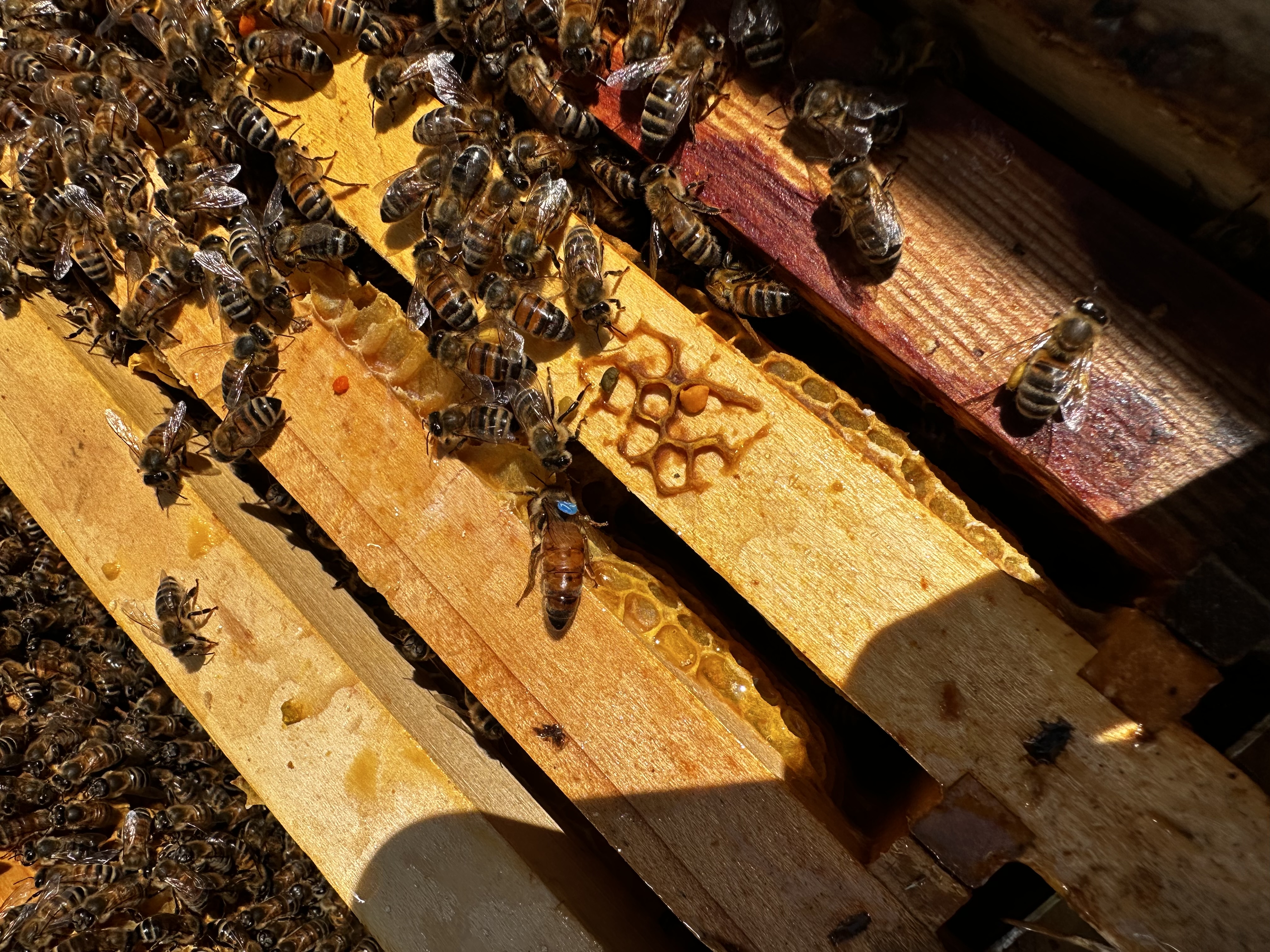 Nahaufnahme Rähmchen mit Bienen und blau markierter Königin